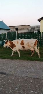 Корова дойная молочная - фотография № 1