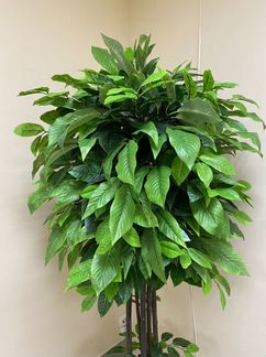 Цитрус Зеленый шар искус - растение для дома