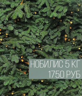 Нобилис лапник живые ветки ели