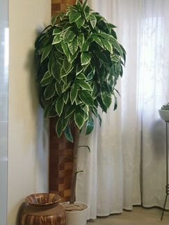 Фикус -искусственное дерево