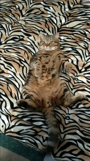 Котик на вязку