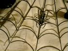 Декоративный паук в паутине (металл).Обмен объявление продам