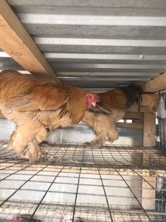 Куры Несушки, Петушки,Утки,Павлины,Дек Куры