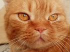 Мягонький рыжий котик объявление продам