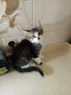 Полосатенький очаровашка