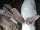 Колифорнийские кролики и великаны объявление продам