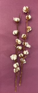 Ветка хлопка