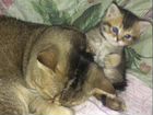 Шотландские котята к нг. Золотая шиншилла и мрамор объявление продам