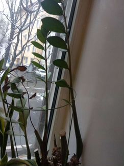 Замиокулькас растение + горшок