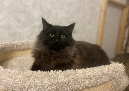 Котики и кошечки