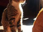 Сибирская коты бесплатно объявление продам
