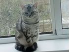 Шотландский кот вязка