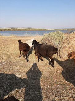 Продам овец курдючных на племя - фотография № 5