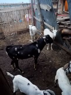 Зааненская коза - фотография № 6
