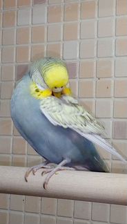 Серый попугайчик