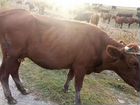 Корова с теленком бычек объявление продам
