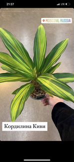 Домашние растения