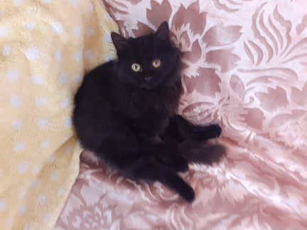 Черный котенок мальчик 4мес. Марик