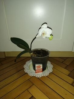 Орхидея фаленопсис