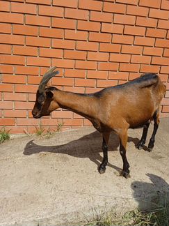 Чешские козы - фотография № 2